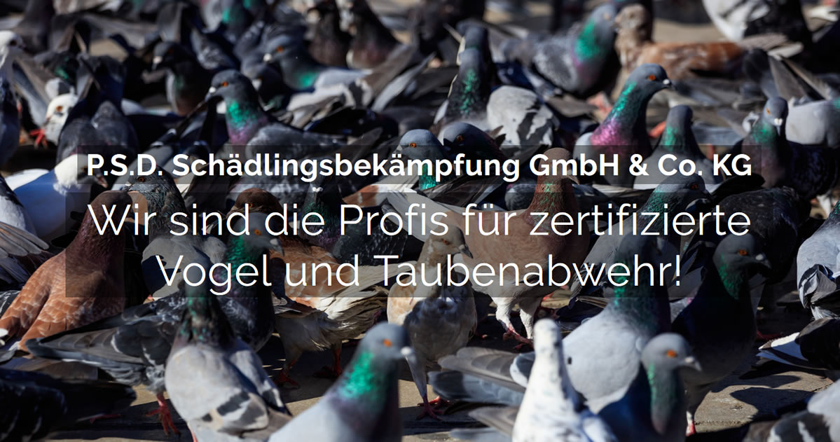 Taubenabwehr f&uuml;r Baden-W&uuml;rttemberg | P.S.D. : Vogelabwehr, Schadv&ouml;gel, Vogelplagen